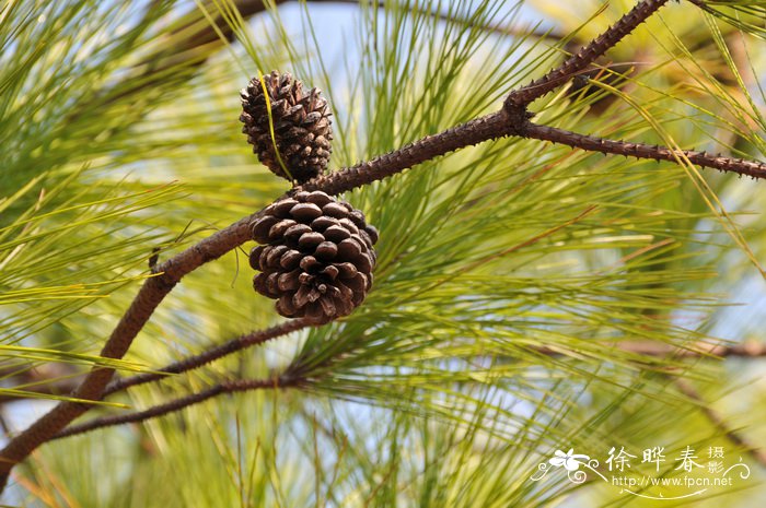马尾松Pinus massoniana