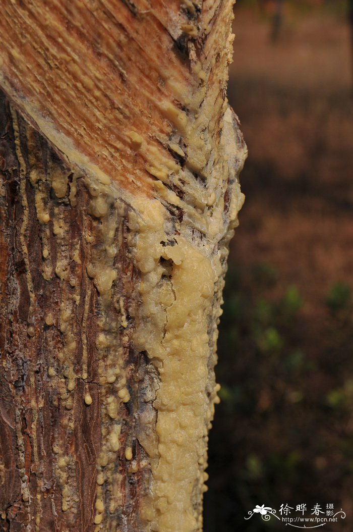 马尾松Pinus massoniana