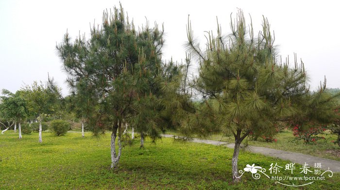 马尾松Pinus massoniana