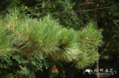 油松Pinus tabuliformis