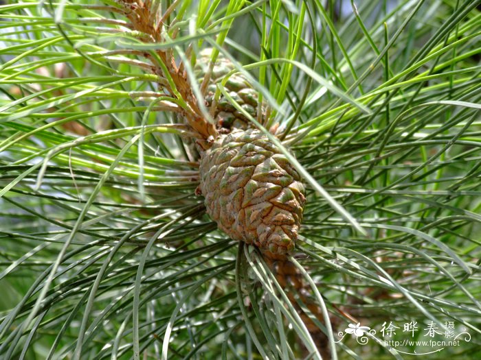 油松Pinus tabuliformis
