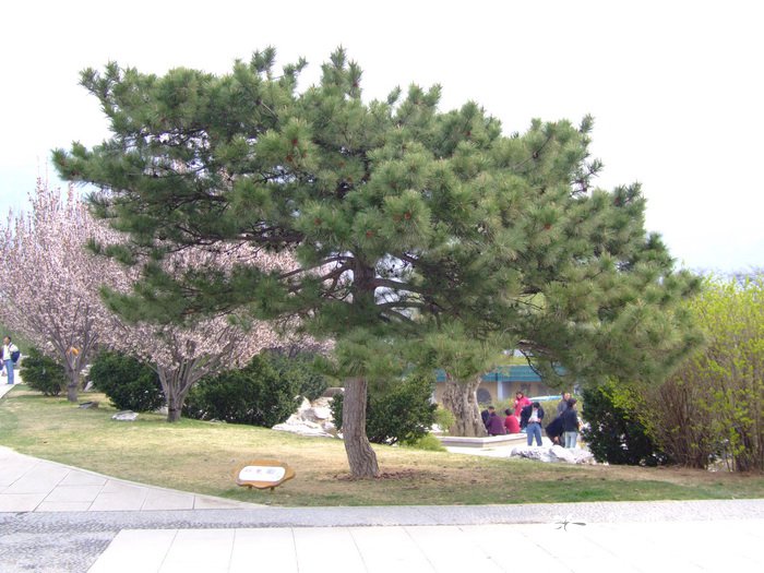 油松Pinus tabuliformis