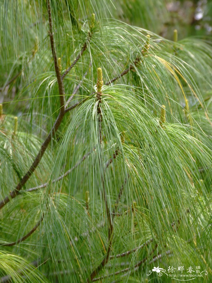 乔松Pinus wallichiana