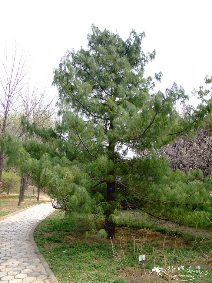 乔松Pinus wallichiana