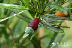 罗汉松Podocarpus macrophyllus