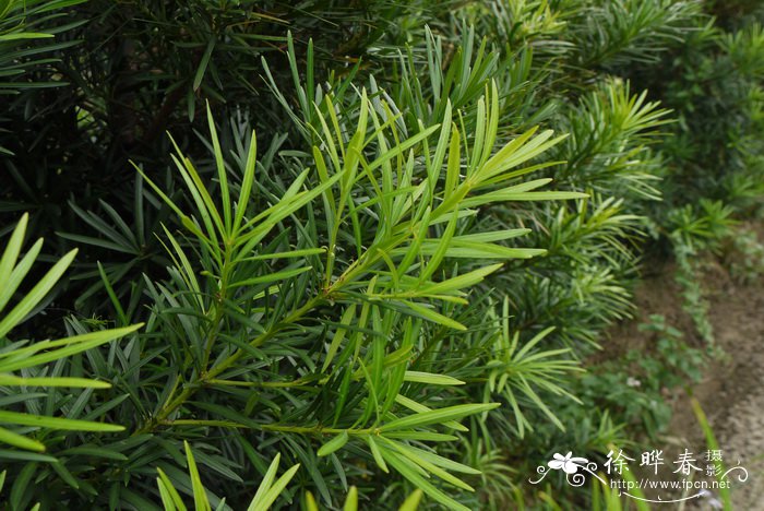 罗汉松Podocarpus macrophyllus