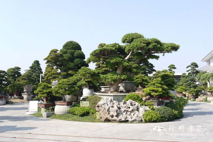 罗汉松Podocarpus macrophyllus