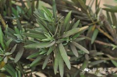 大理罗汉松Podocarpus forrestii