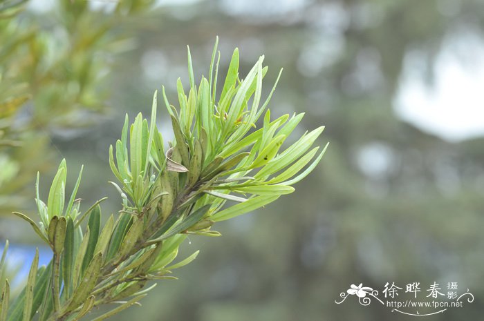 大理罗汉松Podocarpus forrestii