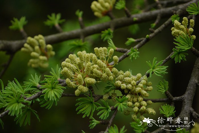 金钱松 Pseudolarix amabilis