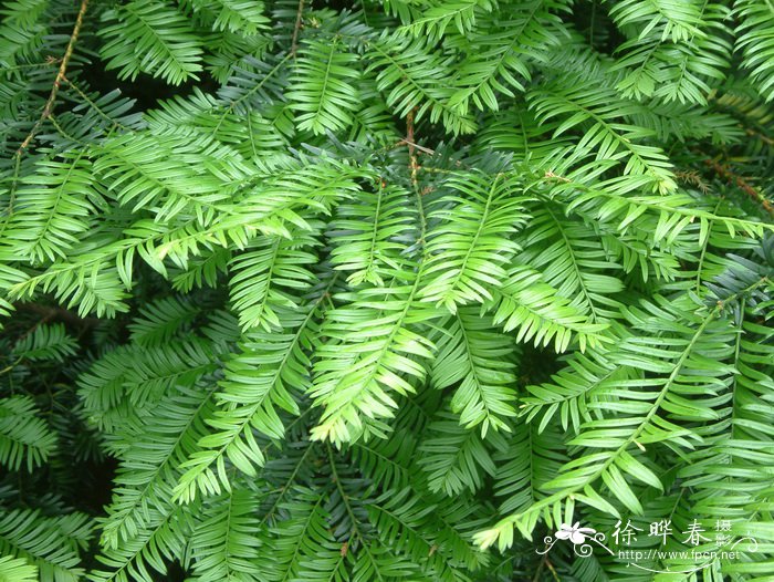 红豆杉Taxus wallichiana var. chinensis
