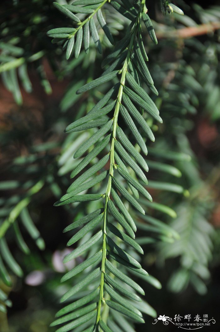 红豆杉Taxus wallichiana var. chinensis