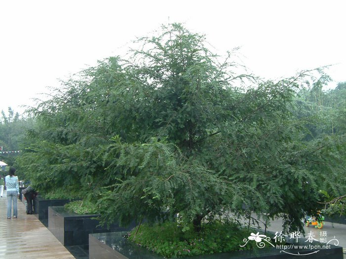红豆杉Taxus wallichiana var. chinensis