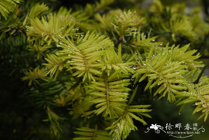 南方红豆杉Taxus wallichiana var. mairei