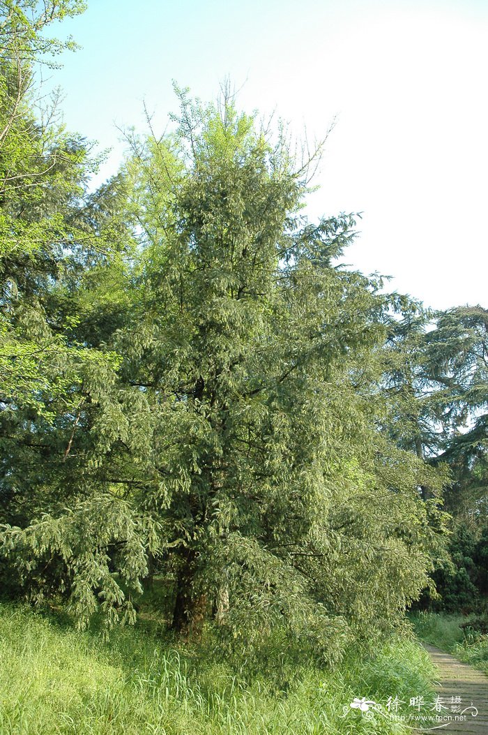 榧树Torreya grandis