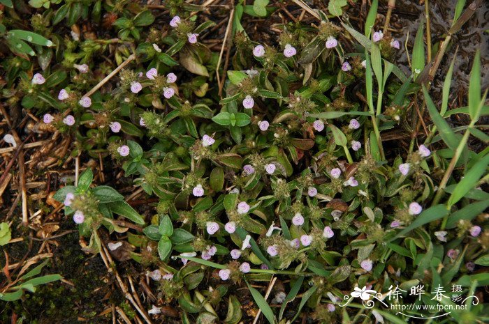 旱田氏爵床Justicia procumbens var. hayatae