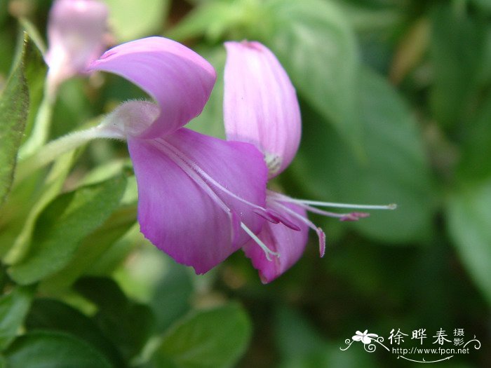 观音草Peristrophe bivalvis 观音草Peristrophe bivalvis