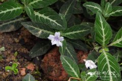 艳芦莉草Ruellia devosiana