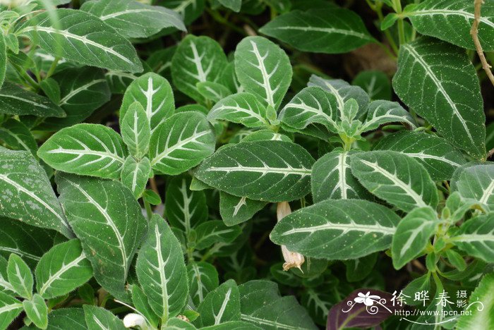 艳芦莉草Ruellia devosiana