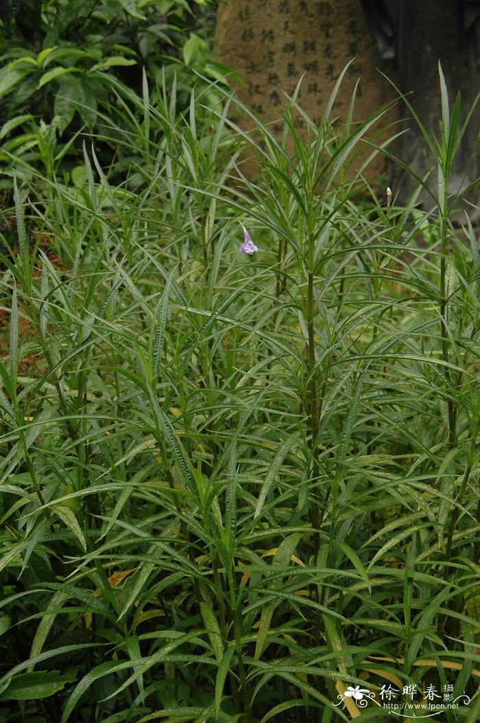 蓝花草Ruellia brittoniana