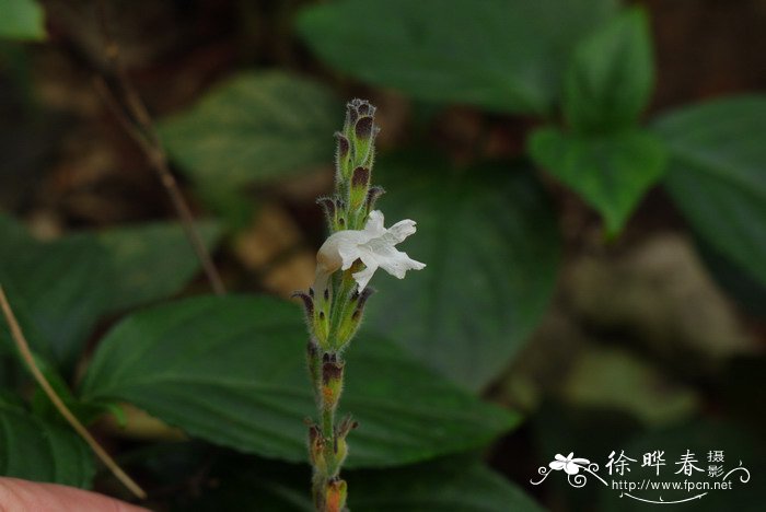 糯米香Strobilanthes tonkiensis