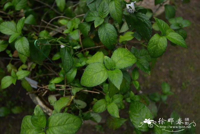 糯米香Strobilanthes tonkiensis