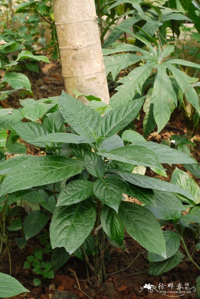 糯米香Strobilanthes tonkiensis