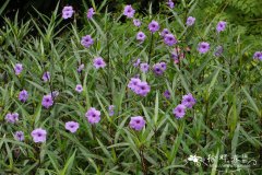 蓝花草Ruellia brittoniana