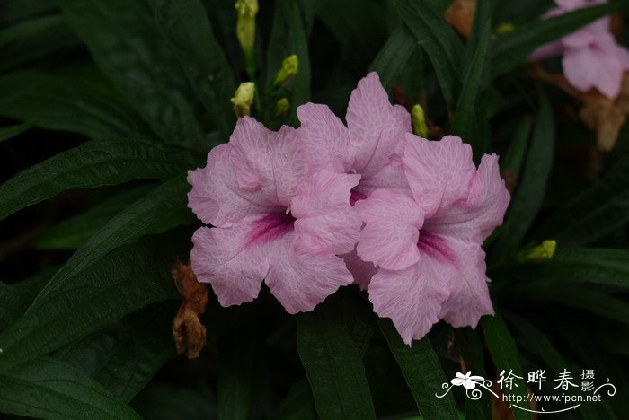 蓝花草Ruellia brittoniana