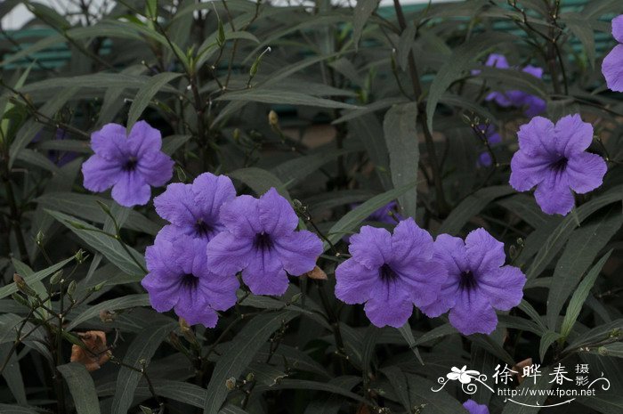 蓝花草Ruellia brittoniana