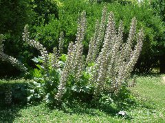 虾蟆花Acanthus mollis