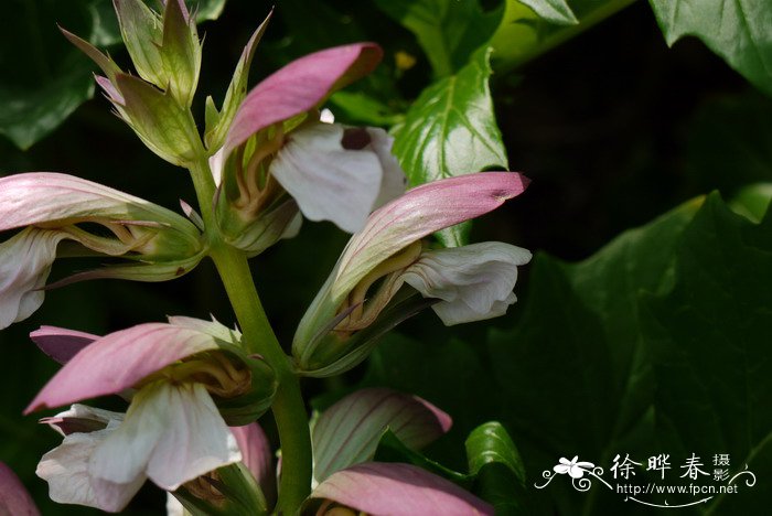 虾蟆花Acanthus mollis