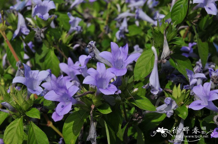 假杜鹃Barleria cristata