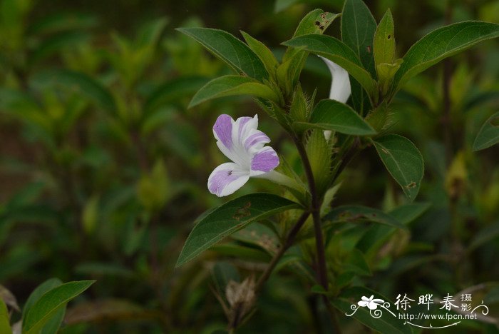 假杜鹃Barleria cristata