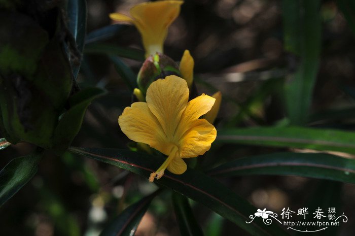 花叶假杜鹃Barleria lupulina