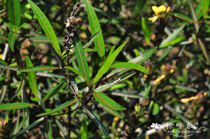 花叶假杜鹃Barleria lupulina