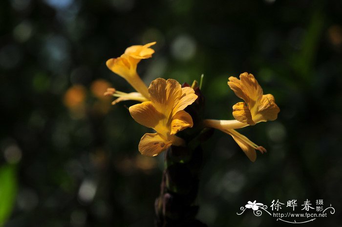 花叶假杜鹃Barleria lupulina
