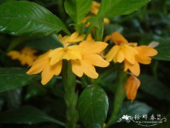 尼罗河鸟尾花 Crossandra nilotica
