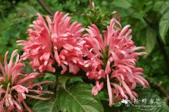 珊瑚花Cyrtanthera carnea