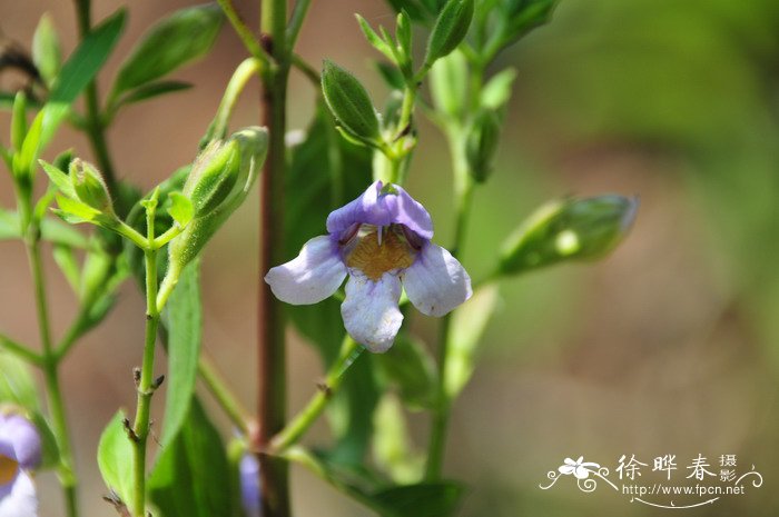 鳔冠花Cystacanthus paniculatus