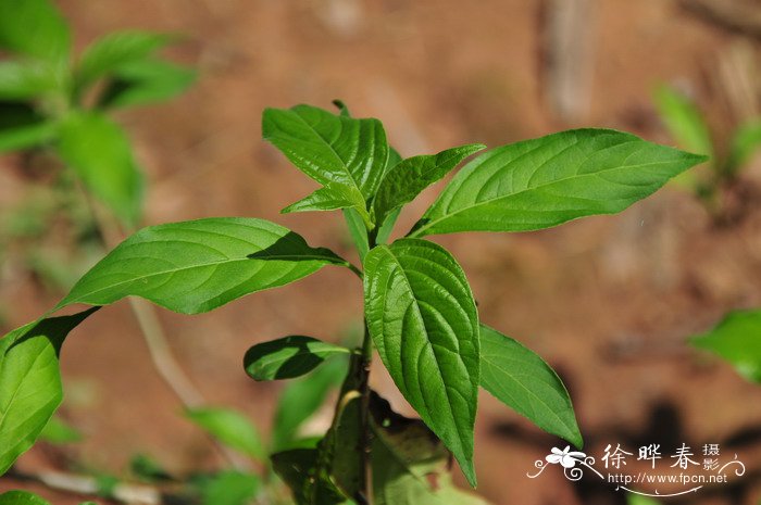 鳔冠花Cystacanthus paniculatus