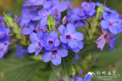 可爱花Eranthemum pulchellum