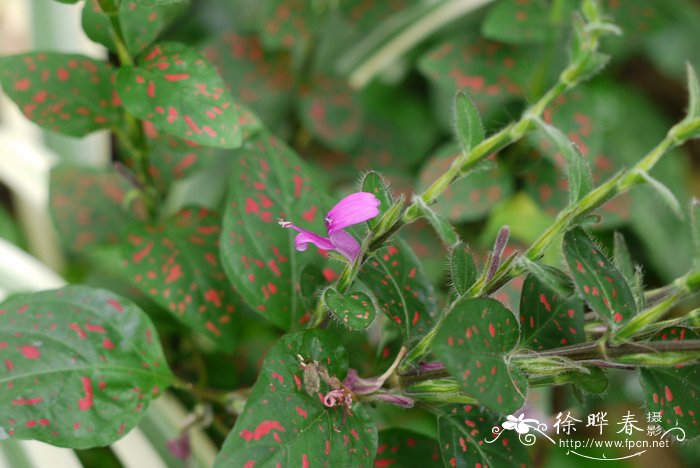 嫣红蔓Hypoestes phyllostachya