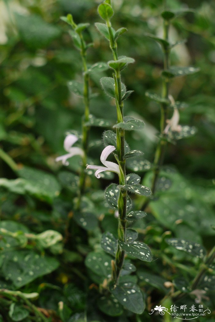 嫣红蔓Hypoestes phyllostachya