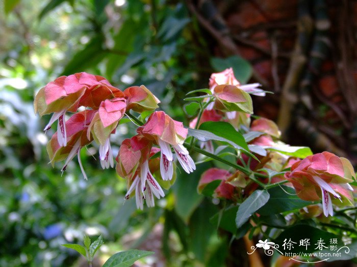 虾衣花Justicia brandegeeana