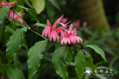 红唇花Justicia brasiliana