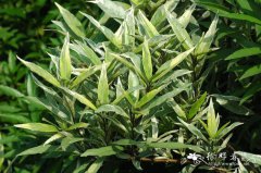 花叶小驳骨Justicia gendarussa ‘Silvery Stripe’