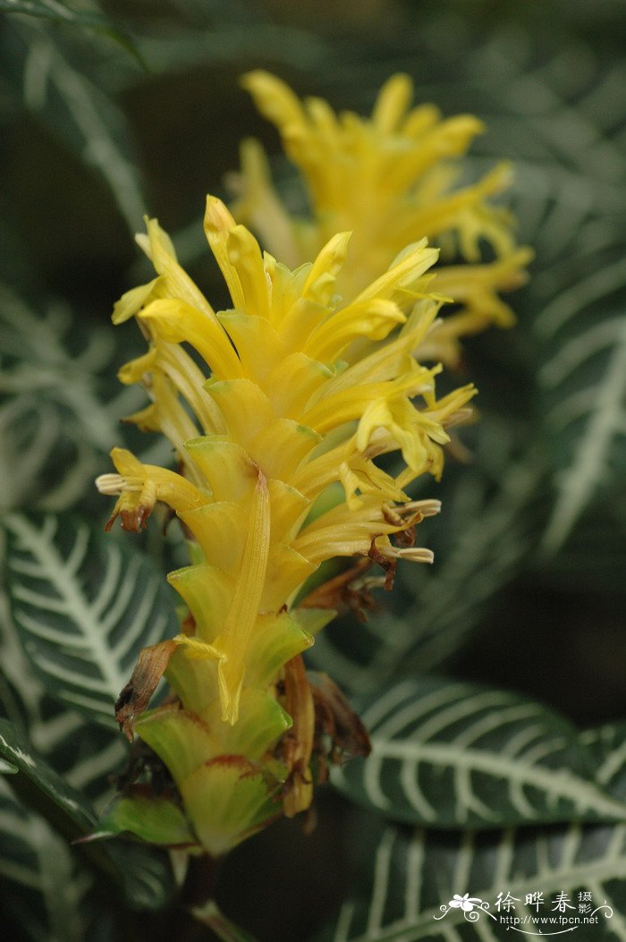 银脉单药花Kudoacanthus albonervosa