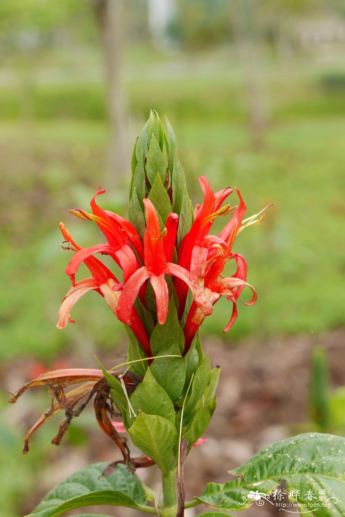 红珊瑚Pachystachys coccinea