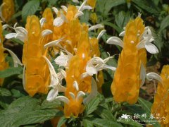 金苞花Pachystachys lutea